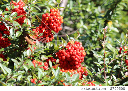 Pyracanthus red crumbs 8790600