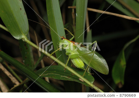 Hayashino no ome crying Hayashino no ome crying 8790669