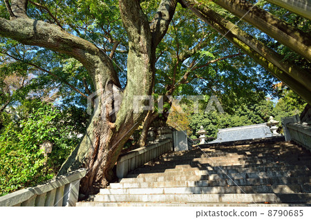 走Utsunomiya·Akamon Kikoji寺的櫻花 走Utsunomiya·Akamon Kikoji寺的櫻花 8790685