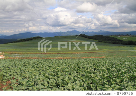 Summer cabbage field 8790736