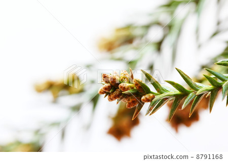 杉花粉 杉花粉 8791168