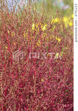 Hawkigi (broom tree) 8791225