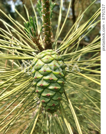 pinecone, scenes, green