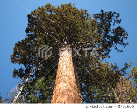 United States Yosemite National Park Giant Sequoia Forest Giant Sequoia United States Yosemite National Park Giant Sequoia Forest Giant Sequoia 8791666