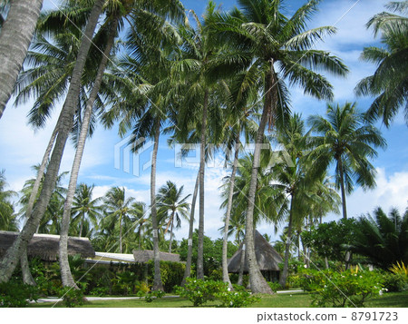 A palm tree sticking out the sunlight into the sky of Tahiti A palm tree sticking out the sunlight into the sky of Tahiti 8791723