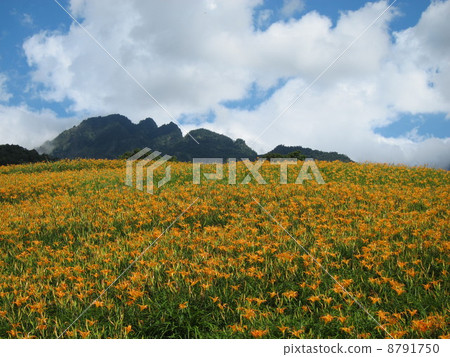 Taiwan Dalma Golden Mountain 8791750