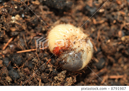 結束甲蟲幼蟲 8791987