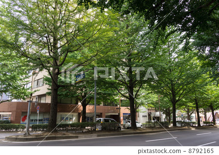 仙台市街樹 8792165