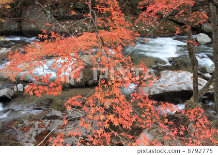 塔基塔基谷 8792775