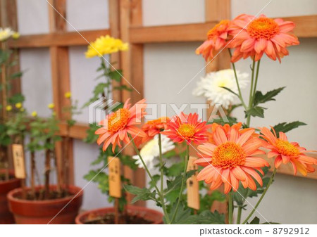 Gigantic 8792912