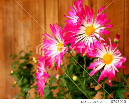 Higo chrysanthemum Higo chrysanthemum 8792913