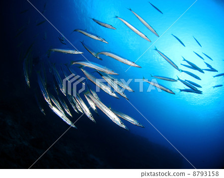 Flock of Taiwan Camasse 8793158