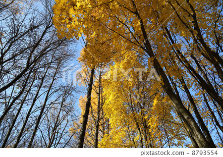 Beautiful yellow autumn trees and blue sky Beautiful yellow autumn trees and blue sky 8793554