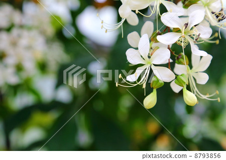 grape vanilla, clerodendrum flower, panicle 8793856