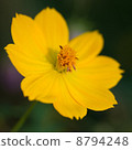黃色波斯菊 8794248