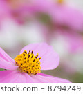 粉紅宇宙 8794249