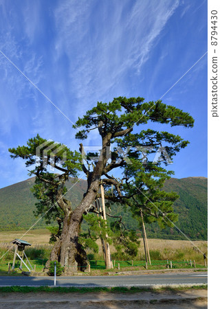 普通松樹 普通松樹 8794430