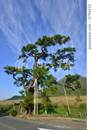 Regular pine Regular pine 8794432