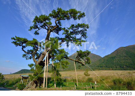 Regular pine Regular pine 8794433