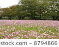 Scenery with cosmos 8794866