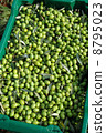 橄欖收穫 8795023