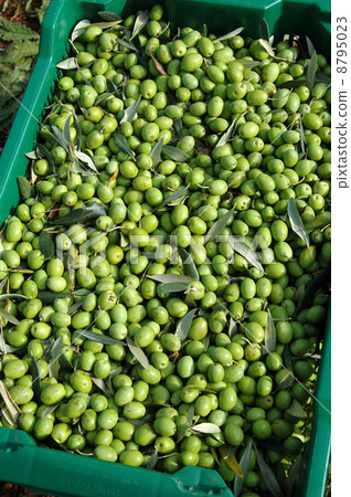 橄欖收穫 8795023
