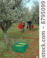 橄欖收穫 8795099