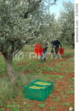 Olive harvest Olive harvest 8795099