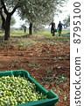 橄欖收穫 8795100