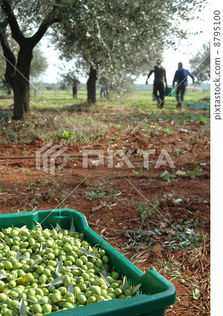 橄欖收穫 8795100