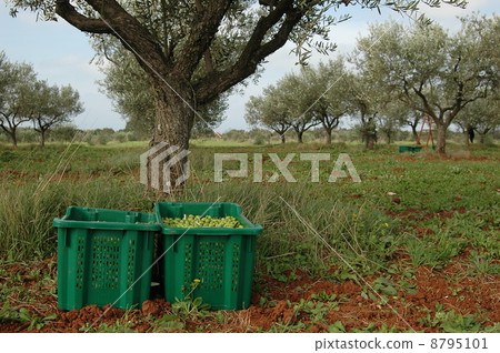 Olive harvest Olive harvest 8795101