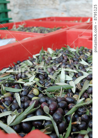 橄欖收穫 8795125