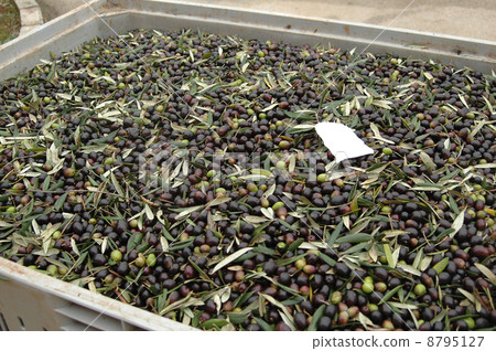 橄欖收穫 8795127