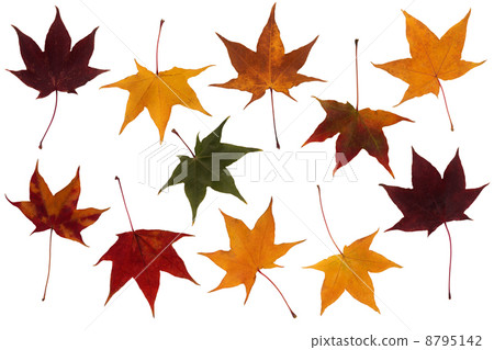 maple leaves set 8795142