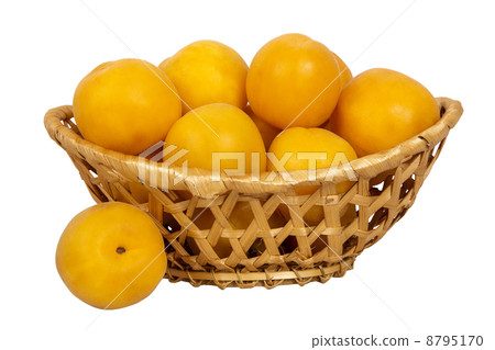 basket with apricots basket with apricots 8795170