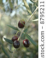 橄欖果 8795211