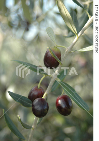 橄欖果 8795211