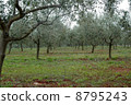 橄欖種植園 8795243