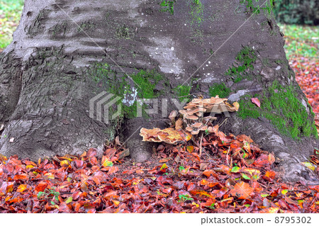 Tree trunk with mashrooms and red fallen leaves. Tree trunk with mashrooms and red fallen leaves. 8795302
