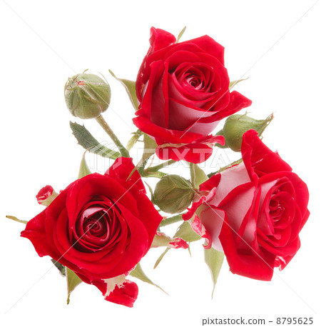 Red rose flower bouquet isolated on white background cutout Red rose flower bouquet isolated on white background cutout 8795625
