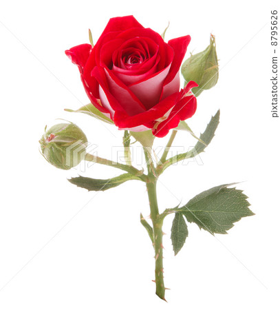 Red rose flower head isolated on white background cutout Red rose flower head isolated on white background cutout 8795626