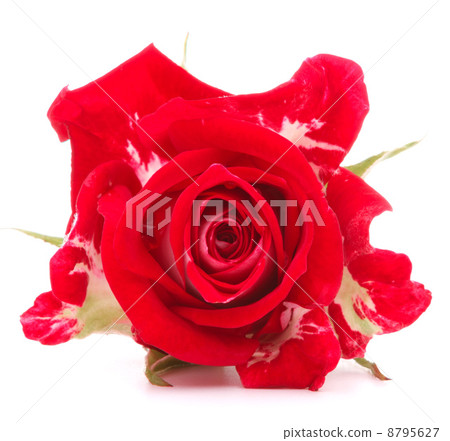 Red rose flower head isolated on white background cutout Red rose flower head isolated on white background cutout 8795627