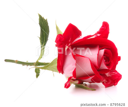 Red rose flower head isolated on white background cutout Red rose flower head isolated on white background cutout 8795628
