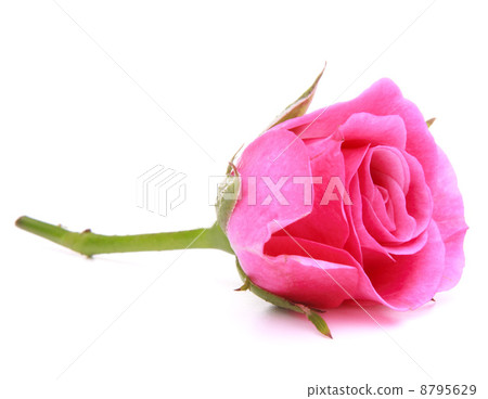 Pink rose flower head isolated on white background cutout Pink rose flower head isolated on white background cutout 8795629