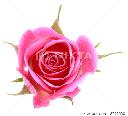 Pink rose flower head isolated on white background cutout Pink rose flower head isolated on white background cutout 8795630