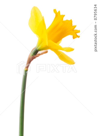Daffodil flower or narcissus isolated on white background cutout Daffodil flower or narcissus isolated on white background cutout 8795634