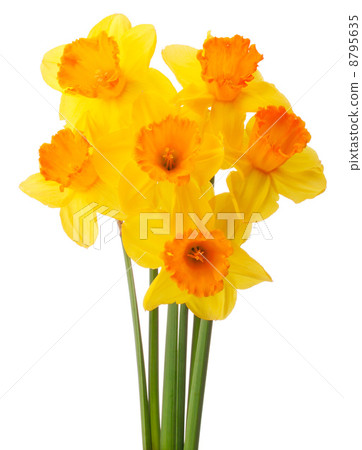 Daffodil flower or narcissus  bouquet  isolated on white backgro 8795635