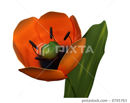 tulip tulip 8795763