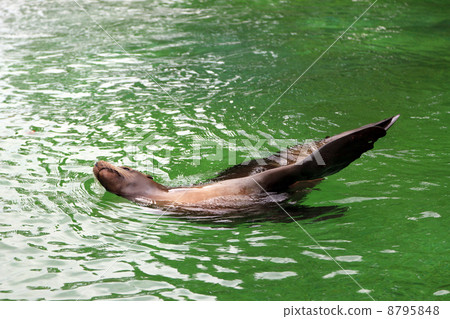 Sea lion at the Bronx Zoo 8795848