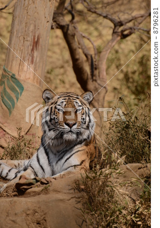 阿穆爾托拉 8796281